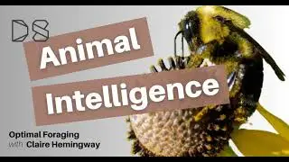 Optimal Foraging
