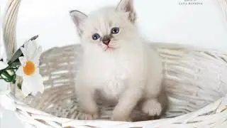 Beautiful kitten. Ermak Dikoe Pole
