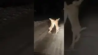 Драка зайчишек 🐇🐇😂