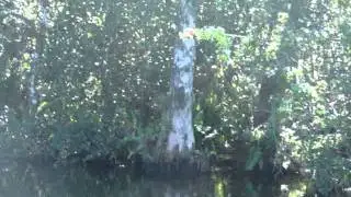 The Loop Road Everglades Experience
