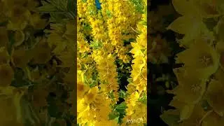 #shorts Посадите Вербейник в своëм саду.
