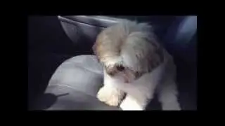 Vlog 1 : Shih Tzu dog Lexi's trip to visit Daddy - August 29, 2013