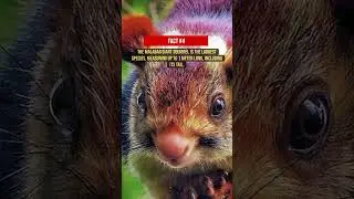 Unbelievable SQUIRREL Facts You Never Knew! 