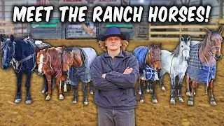 Showing EVERY Ranch Horse & How Our Ranch Started!
