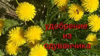 Как приготовить и использовать удобрение из одуванчика???
