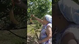 Садоводы мичуринцы