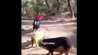 Fast fucking pig