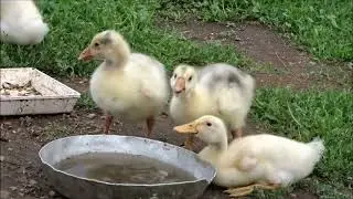 Гусиное семейство // Архивное видео