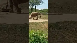 Baby African Elephant at the Indianapolis zoo #animal #bringingthezootoyou #animalpark
