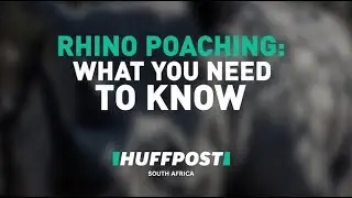 What You Need To Know About Rhino Poaching
