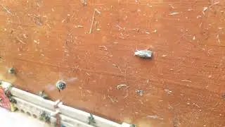 Peteklerin baş belası güve kelebeği. (Mum güvesi)