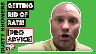 How To Get Rid Of Rats [Rat Control] Near Me In Clearwater