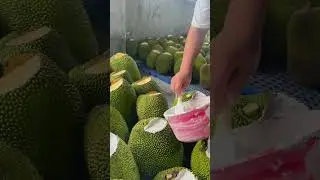 Mẹo bảo quản mít #shortsfeed #shots #agricultue