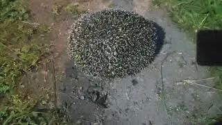 Ёжик в ночи.