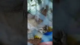 Как считаете, можно ли держать кота в клетке? Турецкий кот в 