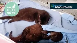 Orphan otters, an ornery owl & brawling baby bears