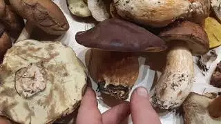 Лесные грибочки. Красота🍄🍄🍄 море удовольствия🍄🍄🍄