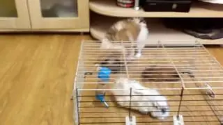 Морские свинки и Пекинесик дружат😍😘