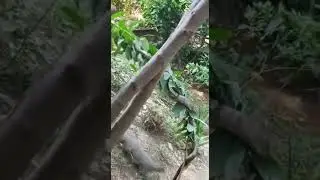 fight between ferret (Mongoose) and Anaconda Snake in India | watch to the end