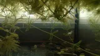 Гурами Золотой. Мальки,возраст 1,5 суток.🐡