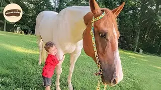3 Sanctuary Horse Stories That Will Make You Smile Through Tears