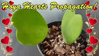 You MUST Know This! Hoya Hearts Propagation Explained!