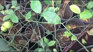 Фитолампа и лимоны. С примерами различной освещенности.