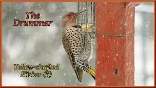 Yellow-shafted Flicker Drumming