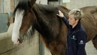 How could anyone treat horses like this? World Horse Welfare TV Advertisement