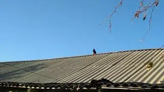 ГРАЧ ДОЛБИТ СУХОЙ ХЛЕБ