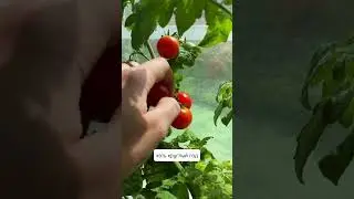 Помидорки черри дома круглый год🌿  