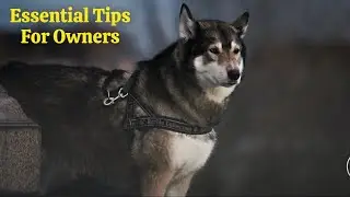 Working Dog Care 101: Essential Tips for Owners..