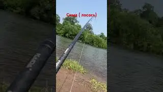 Ловля Симы( лосося) в реке