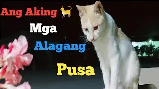 PUSY CATS