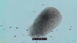 birds migrating over Israel Starling, Pelican,Stork and ,Bird of prey    -   eyalbartov1@gmail.com