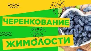 КОГДА ЖЕ ЧЕРЕНКОВАТЬ ЖИМОЛОСТЬ?