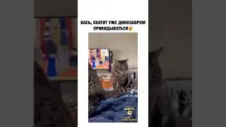 кот в шоке #любимые #rap #любовь #романтика #тикток #тиктокиграет #ворлдофтанкс #девушка
