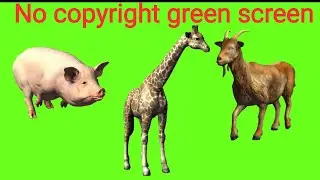 Green screen pig, goat, giraffe running / green screen guru / green screen
