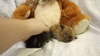 Карликовые кролики породы Рекс