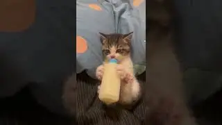 Кошка на соске #love #music❤️