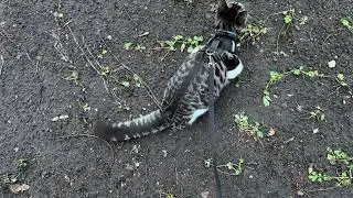 Котенок Муркисс охотится за воробушком