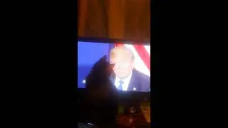 The cat watching for politics