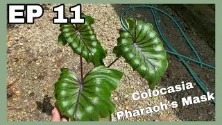 Colocasia Pharaoh’s Mask | JPlan Garden