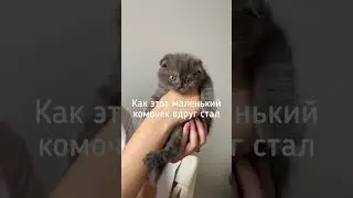 Захватчик территорий #котвидео #кот #котик #китик #мем #cat #котэ #вислоухий #котики #шотландец