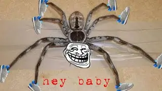 Funny moments of roblox (spider)
