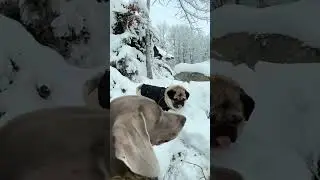 ОСКАР И ДЖОНИ ПОПАЛИ В СНЕЖНУЮ БУРЮ😨