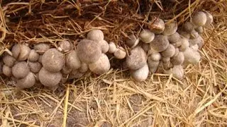 Utilization of straw as a medium for mushroom cultivation