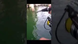 Big Gag Grouper From Shore 