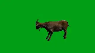 Goat idle green screen video | Copyright Free
