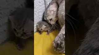 Mom cat gets nervous when little kitten runs away and doesn't want to take a bath 